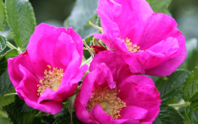roże pomarszczone - rosa rugosa